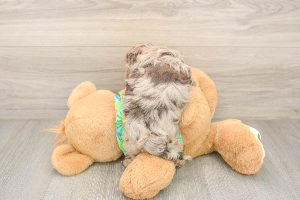 Adorable Havadoodle Poodle Mix Puppy
