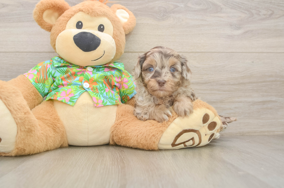 5 week old Havapoo Puppy For Sale - Pilesgrove Pups