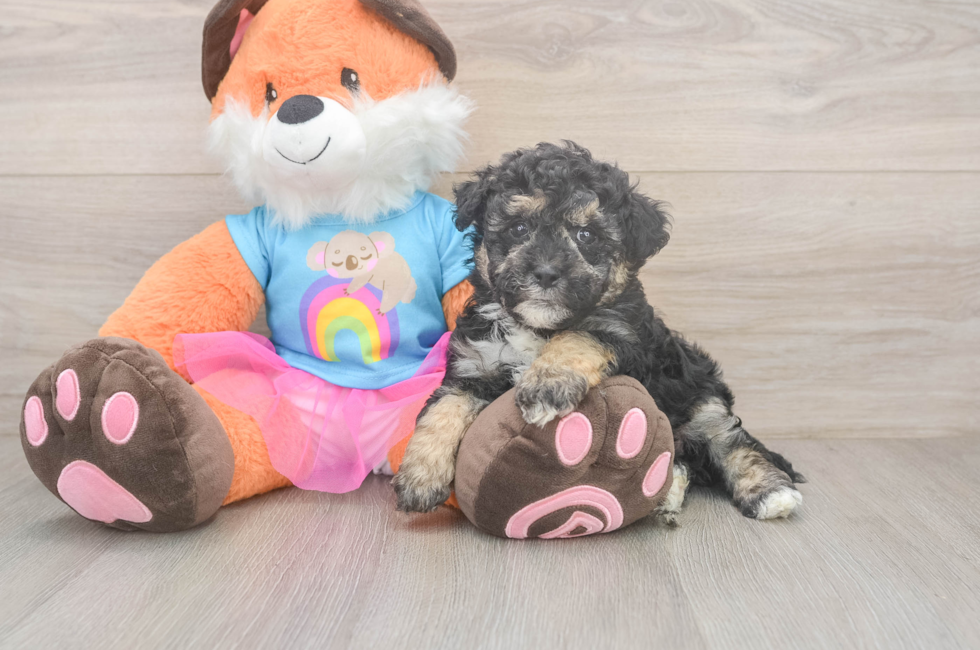 5 week old Havapoo Puppy For Sale - Pilesgrove Pups