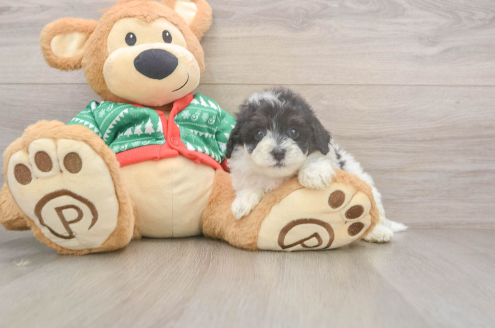 5 week old Havapoo Puppy For Sale - Pilesgrove Pups