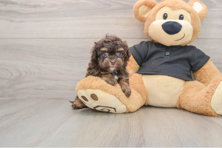 Sweet Havapoo Baby