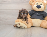 8 week old Havapoo Puppy For Sale - Pilesgrove Pups