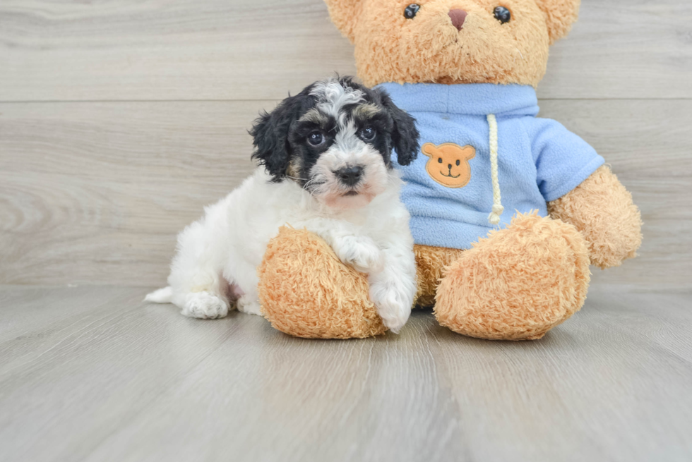 Playful Havadoodle Poodle Mix Puppy