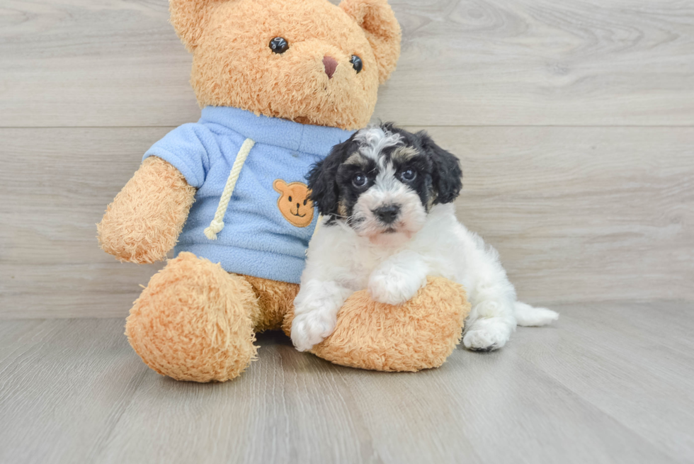 Popular Havapoo Poodle Mix Pup