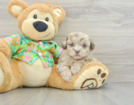7 week old Havapoo Puppy For Sale - Pilesgrove Pups