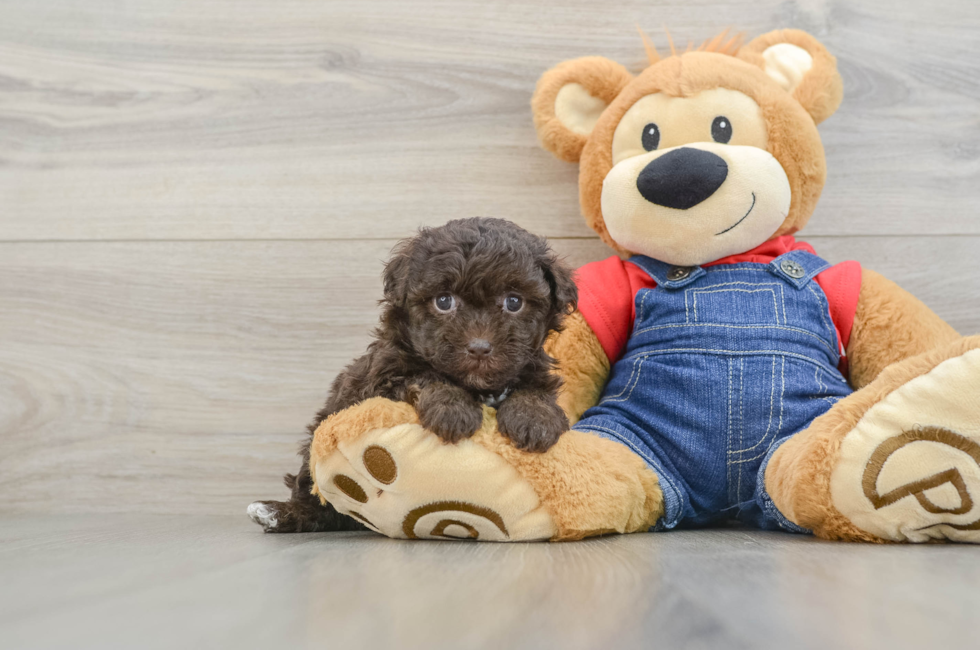 6 week old Havapoo Puppy For Sale - Pilesgrove Pups