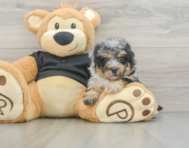 7 week old Havapoo Puppy For Sale - Pilesgrove Pups