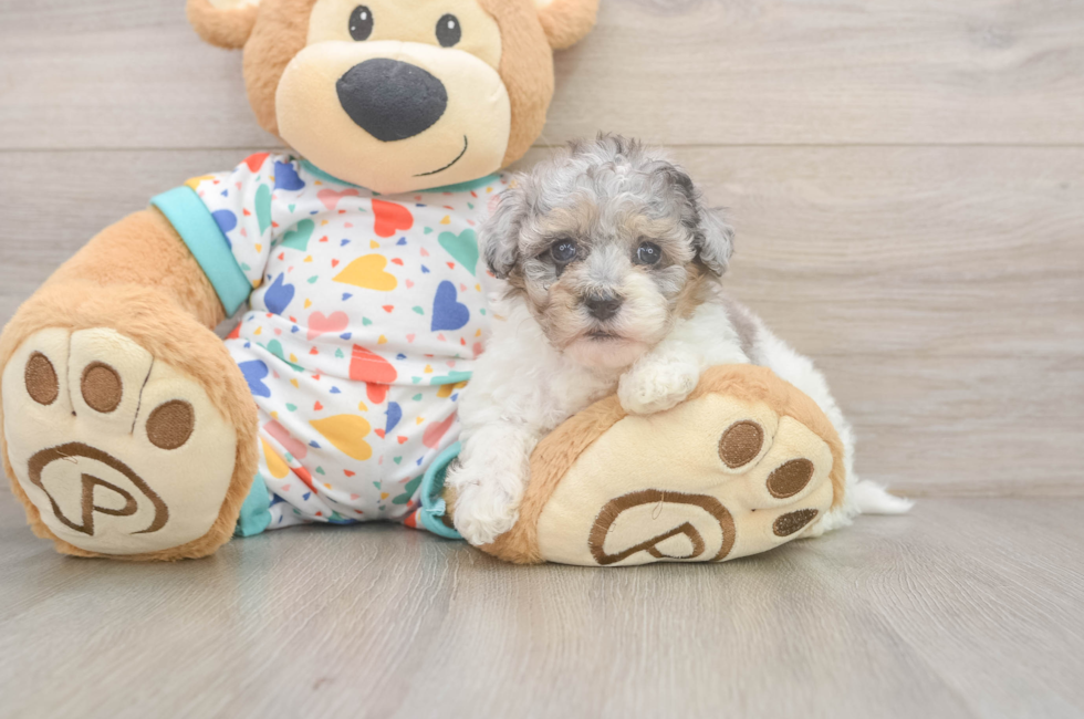 5 week old Havapoo Puppy For Sale - Pilesgrove Pups