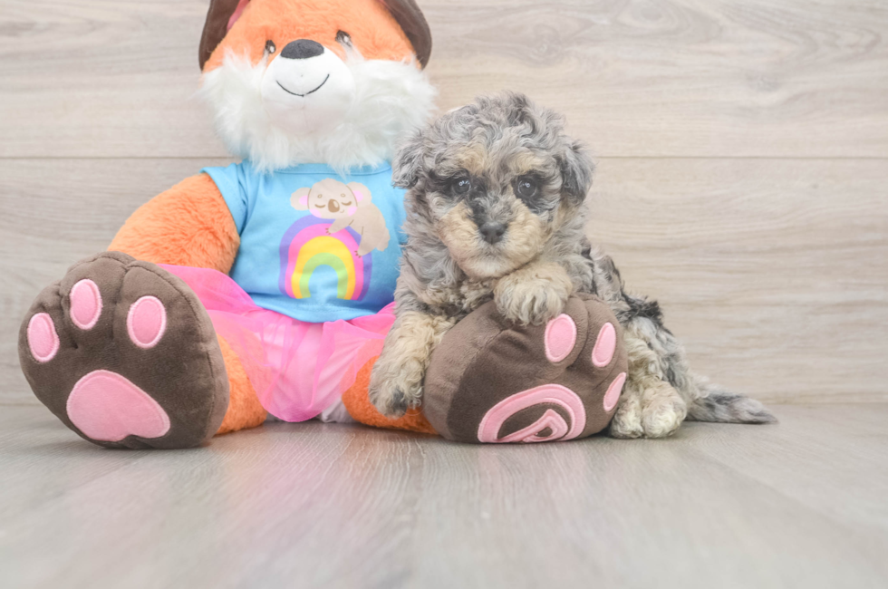 5 week old Havapoo Puppy For Sale - Pilesgrove Pups