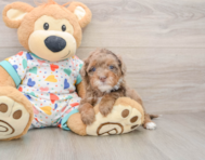 6 week old Havapoo Puppy For Sale - Pilesgrove Pups