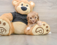 8 week old Havapoo Puppy For Sale - Pilesgrove Pups