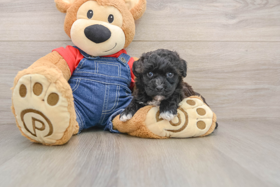 Cute Havapoo Baby