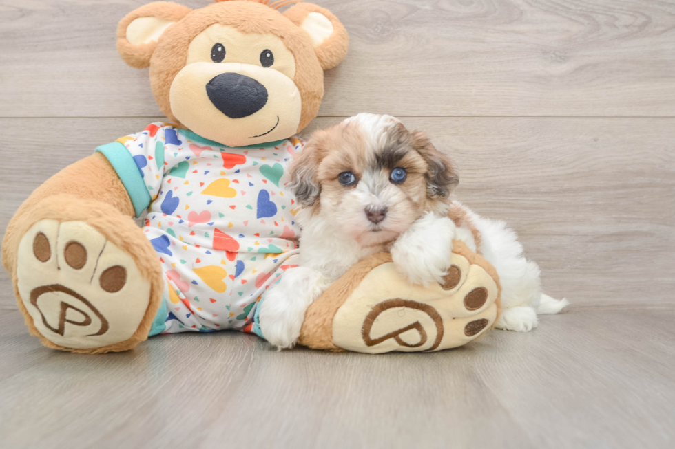 Fluffy Havapoo Poodle Mix Pup