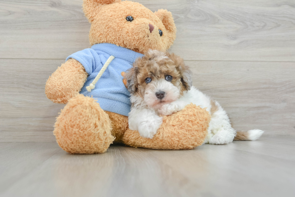 Popular Havapoo Poodle Mix Pup