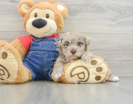 8 week old Havapoo Puppy For Sale - Pilesgrove Pups
