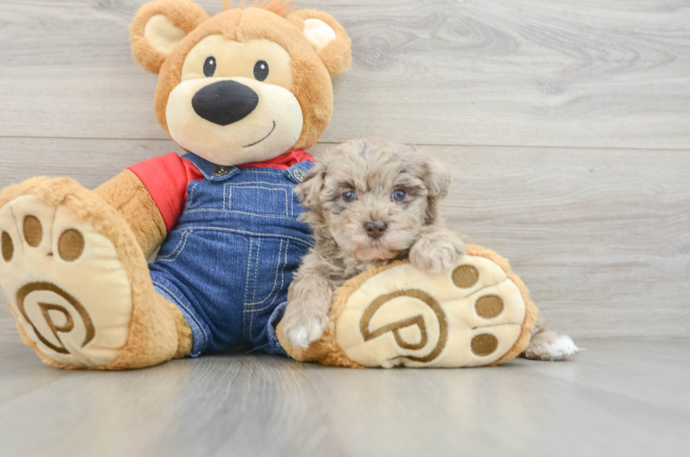 6 week old Havapoo Puppy For Sale - Pilesgrove Pups
