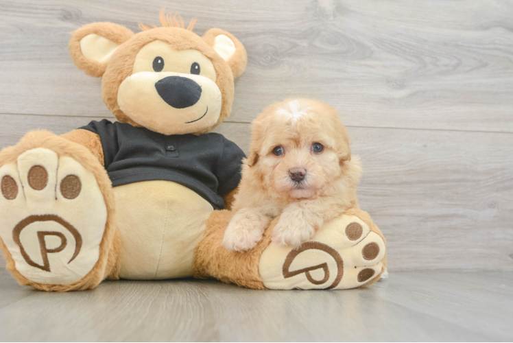 Havapoo Puppy for Adoption