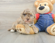 8 week old Havapoo Puppy For Sale - Pilesgrove Pups