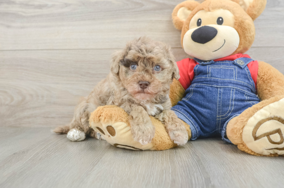 5 week old Havapoo Puppy For Sale - Pilesgrove Pups
