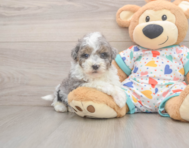 7 week old Havapoo Puppy For Sale - Pilesgrove Pups