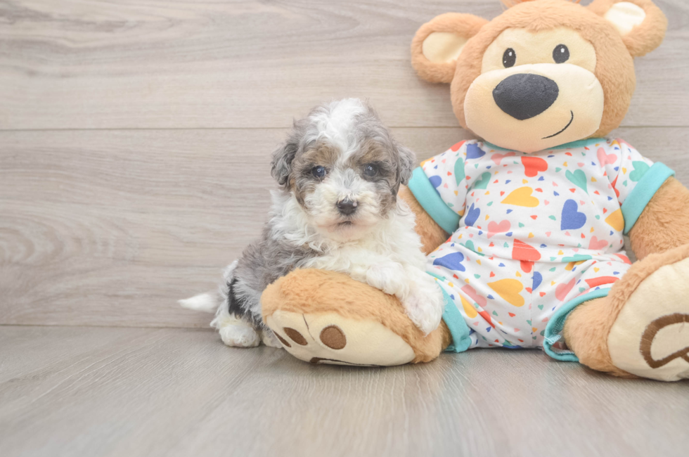 5 week old Havapoo Puppy For Sale - Pilesgrove Pups