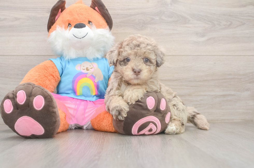 5 week old Havapoo Puppy For Sale - Pilesgrove Pups