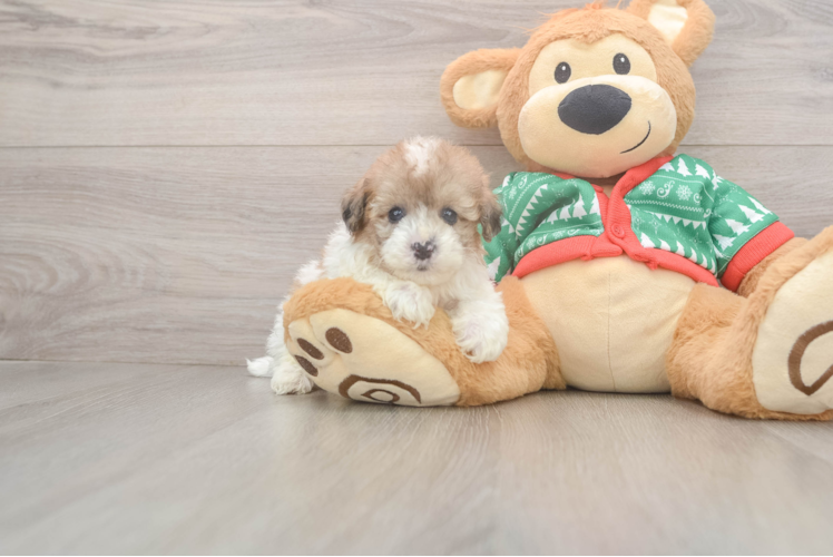 Fluffy Havapoo Poodle Mix Pup