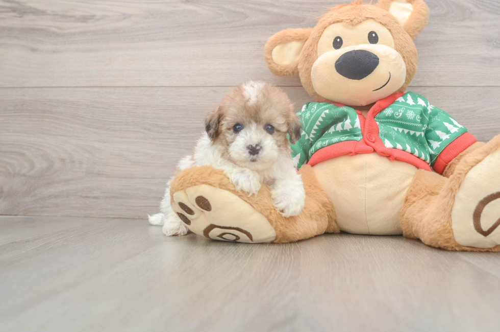 5 week old Havapoo Puppy For Sale - Pilesgrove Pups