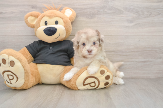 Small Havapoo Baby