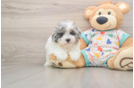 Little Havadoodle Poodle Mix Puppy