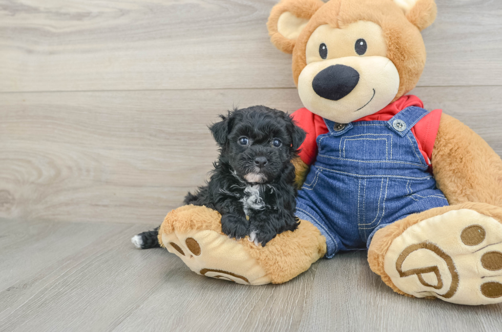 6 week old Havapoo Puppy For Sale - Pilesgrove Pups