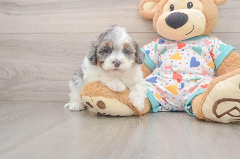 5 week old Havapoo Puppy For Sale - Pilesgrove Pups