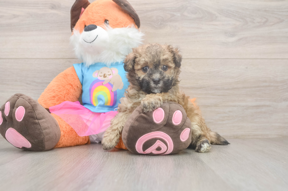 5 week old Havapoo Puppy For Sale - Pilesgrove Pups