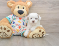 6 week old Havapoo Puppy For Sale - Pilesgrove Pups