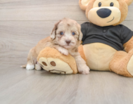 8 week old Havapoo Puppy For Sale - Pilesgrove Pups