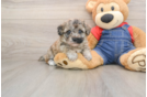 Havapoo Pup Being Cute