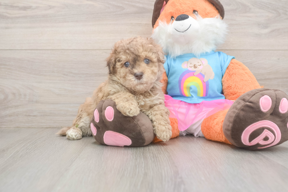 Smart Havapoo Poodle Mix Pup