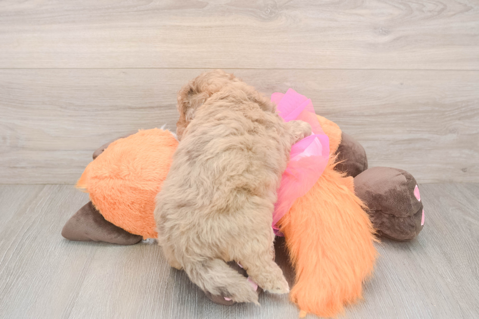 Smart Havapoo Poodle Mix Pup