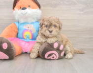 8 week old Havapoo Puppy For Sale - Pilesgrove Pups