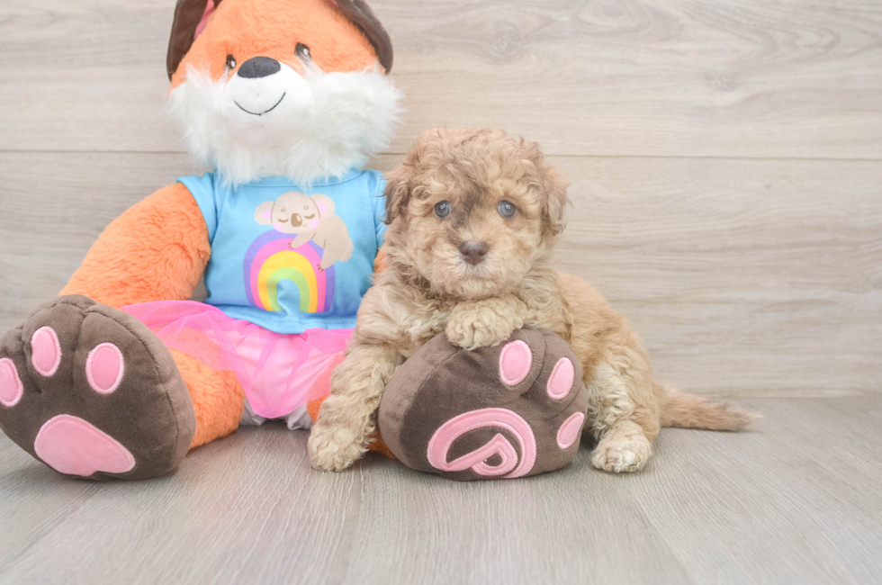 5 week old Havapoo Puppy For Sale - Pilesgrove Pups