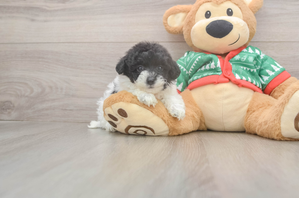 5 week old Havapoo Puppy For Sale - Pilesgrove Pups