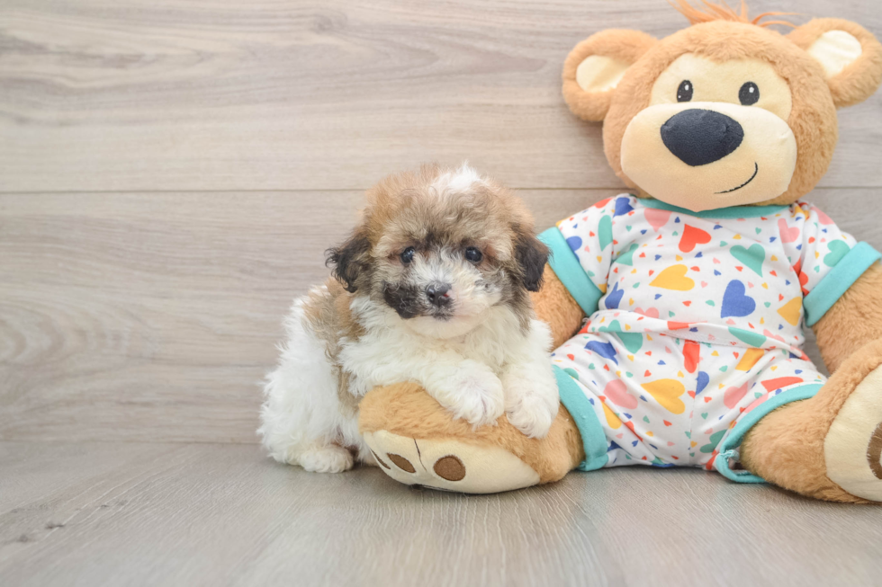 Happy Havapoo Baby
