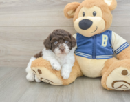 8 week old Havapoo Puppy For Sale - Pilesgrove Pups