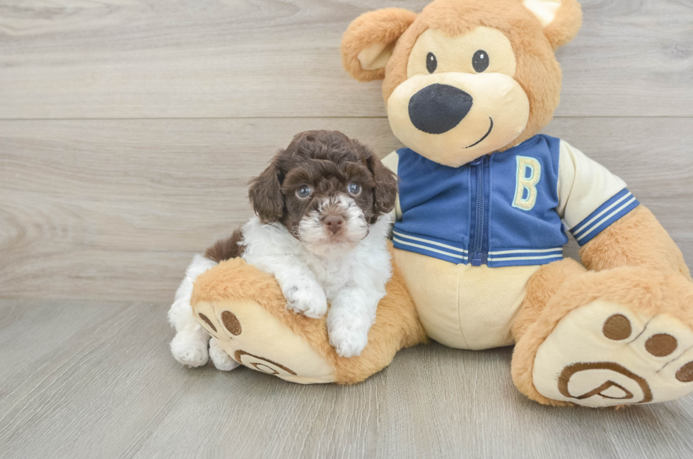 5 week old Havapoo Puppy For Sale - Pilesgrove Pups