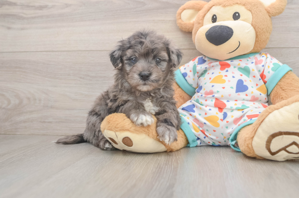 5 week old Havapoo Puppy For Sale - Pilesgrove Pups