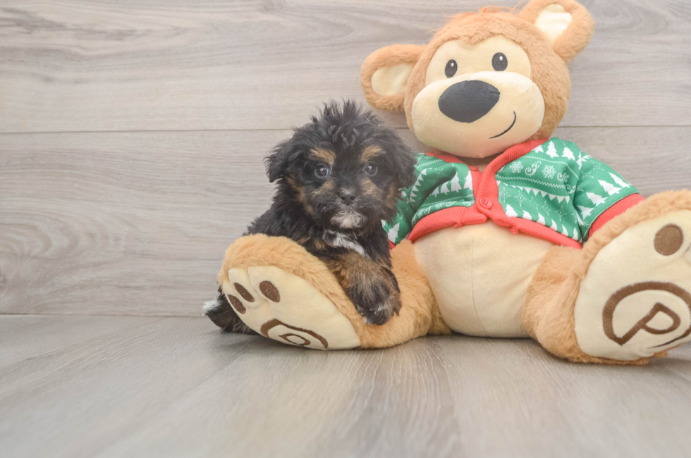 5 week old Havapoo Puppy For Sale - Pilesgrove Pups