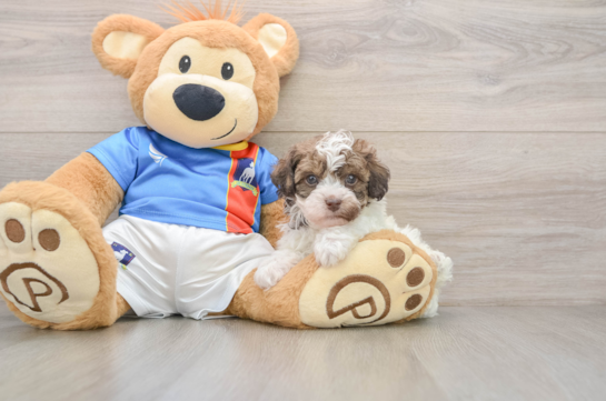 Best Havapoo Baby
