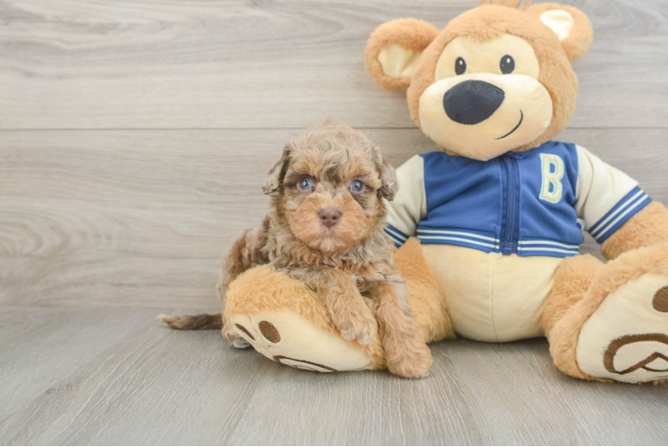 Popular Havapoo Poodle Mix Pup