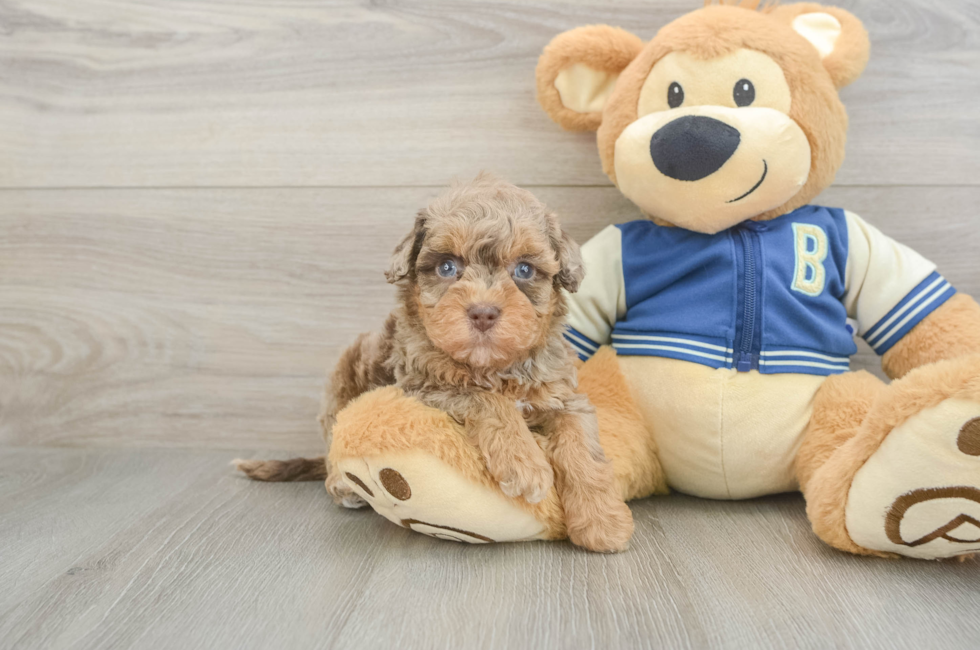 5 week old Havapoo Puppy For Sale - Pilesgrove Pups