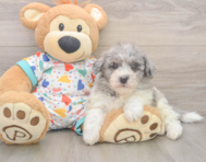 7 week old Havapoo Puppy For Sale - Pilesgrove Pups